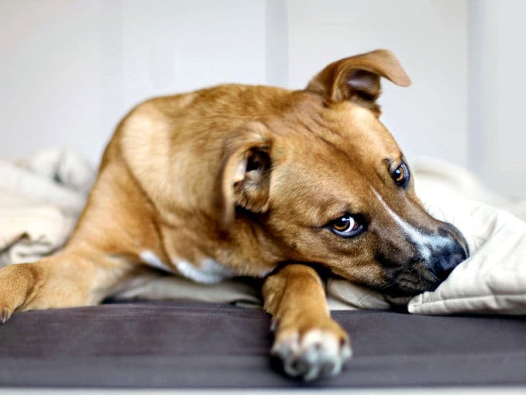 Ein Hund liegt mit angelegten Ohren auf einer Decke und schaut unsicher zur Seite.