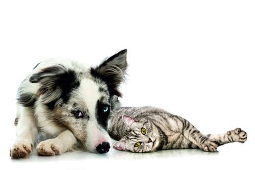Junger Hund und Katze liegen zusammen