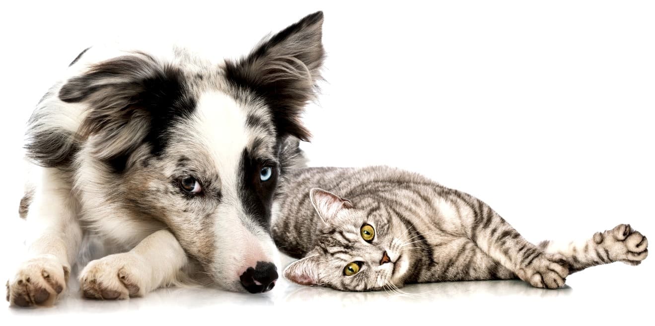 Hund und Katze liegen zusammen vor weißem Hintergrund