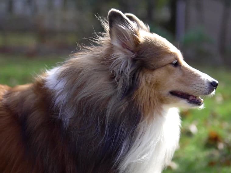 Sheltie im Profil