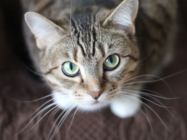 Katze, Kleintierpraxis Pfeiffer