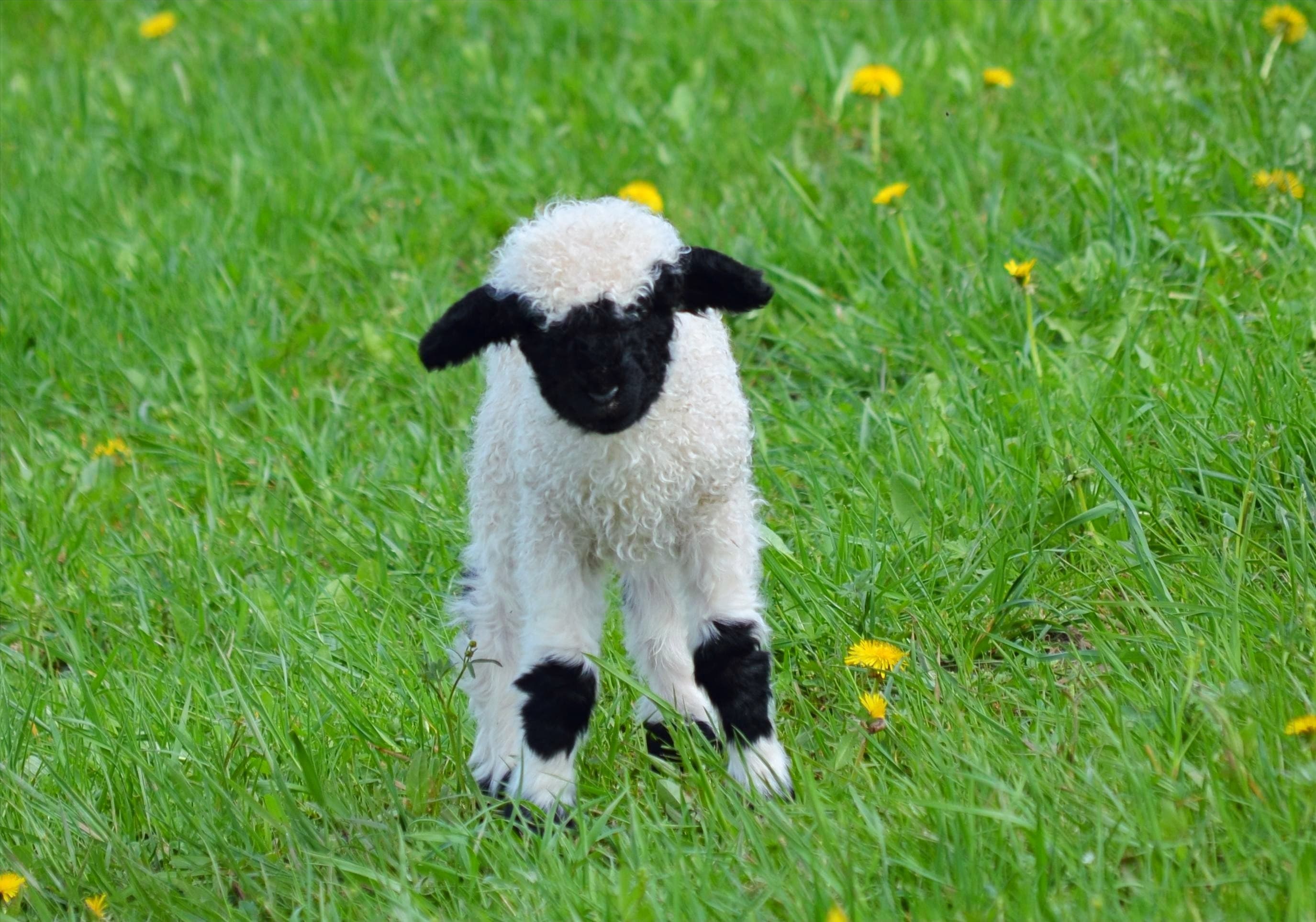 Lamm auf der Wiese
