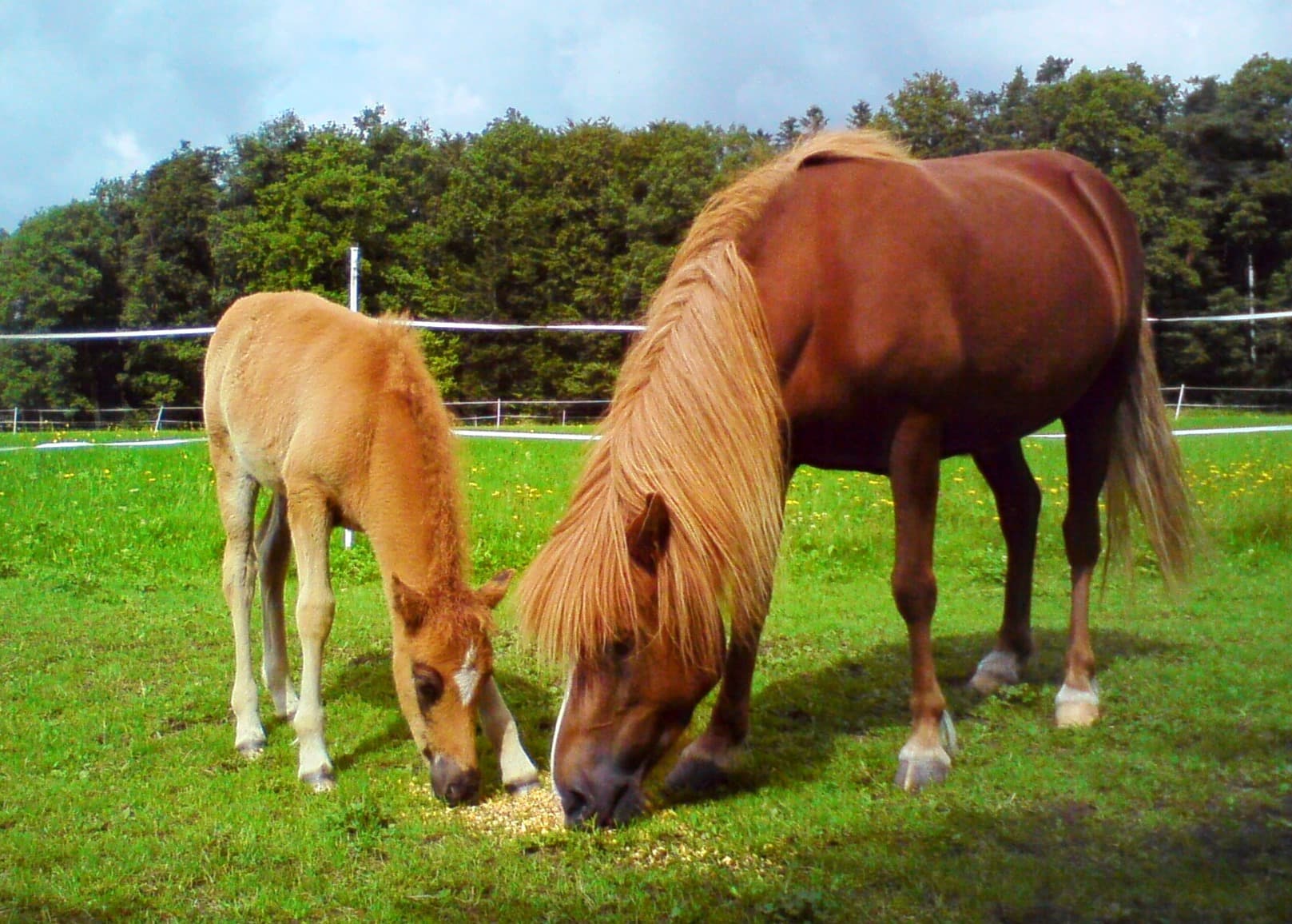 Stute und Fohlen beim Grasen