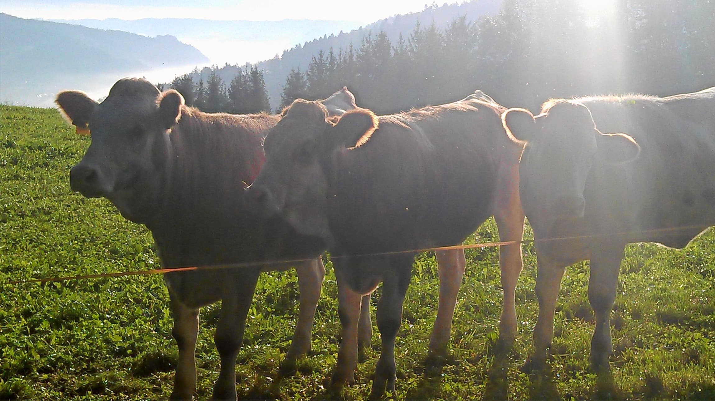 Rinder auf der Weide im Gegenlicht