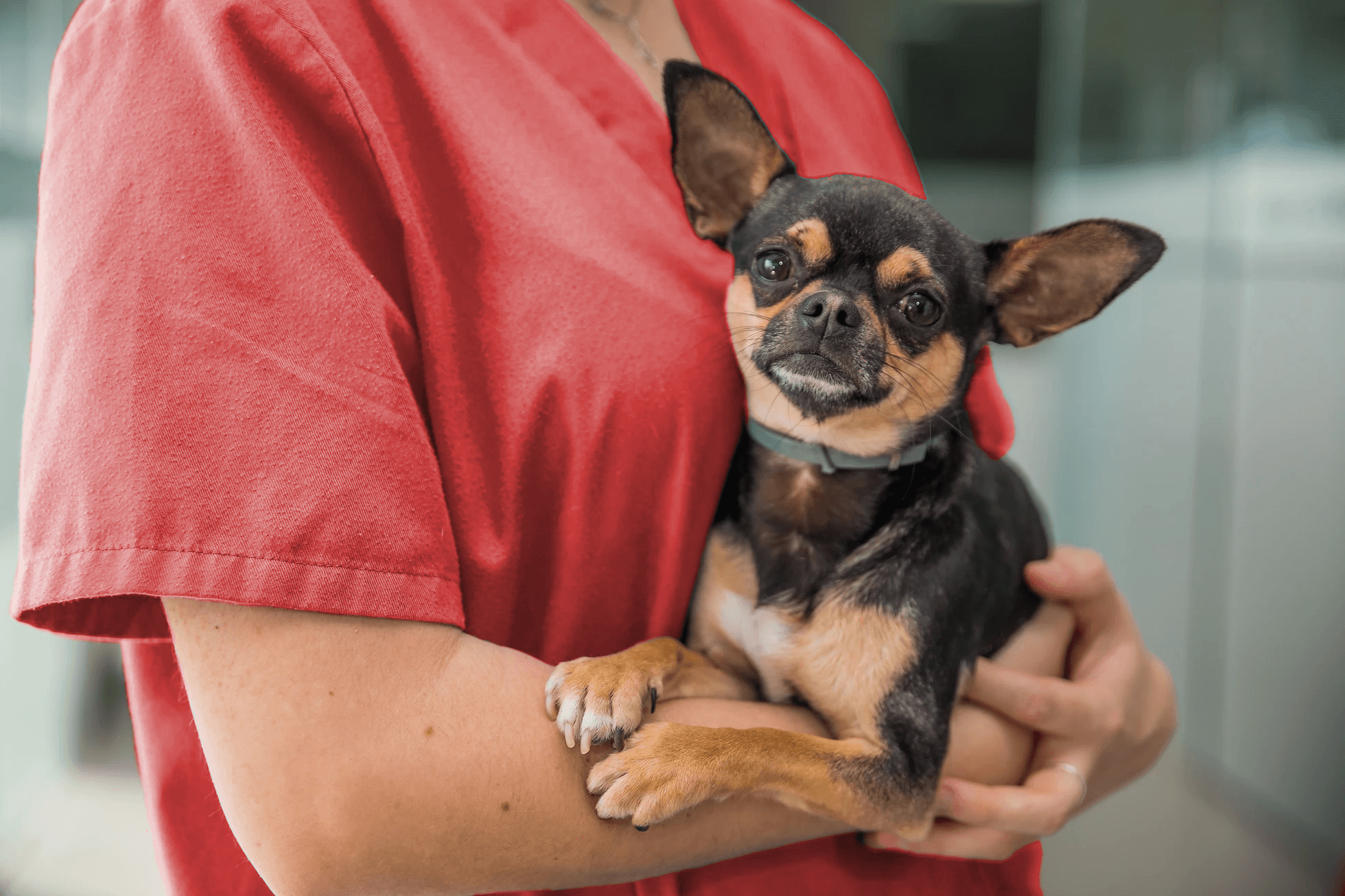 Kleiner Hund wird von einer Tierärztin gehalten