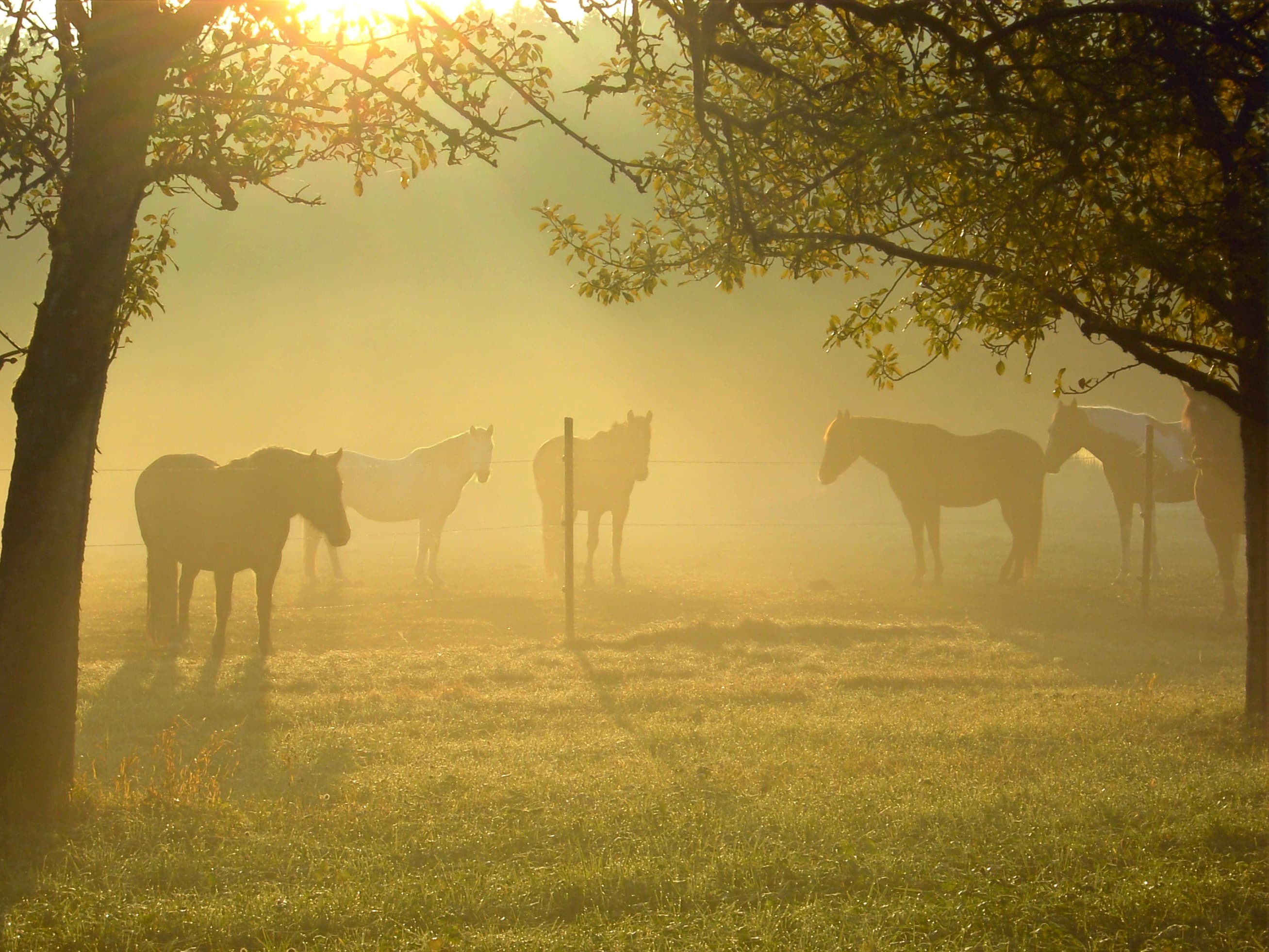 Pferde auf der Weide im Morgennebel